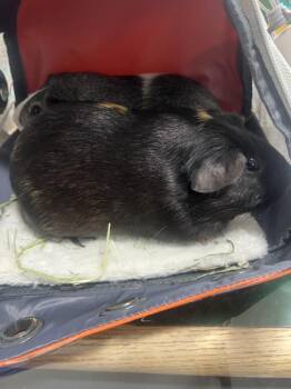 Rescue Guinea Pig Guinea Pigs for Adoption - DJ | PetCurious